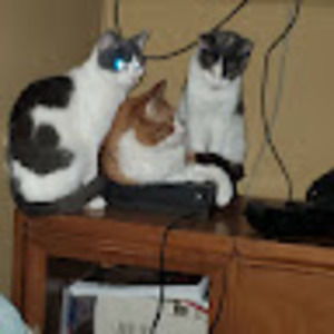 Meet your Posher, Billy